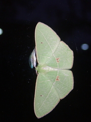Tanaoctenia haliaria