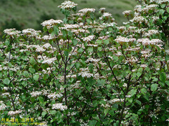 Viburnum betulifolium