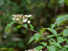 Viburnum betulifolium