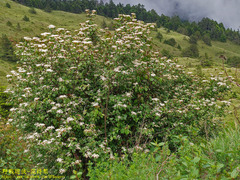 Viburnum betulifolium