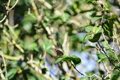 Euploea mulciber barsine