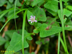 Persicaria runcinata