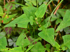 Persicaria runcinata