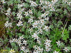 Leontopodium microphyllum