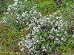 Leontopodium microphyllum