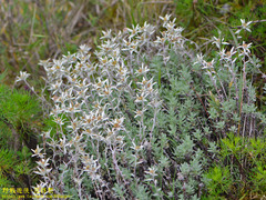 Leontopodium microphyllum