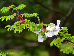 Rosa sericea morrisonensis