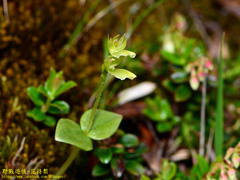 Neottia morrisonicola