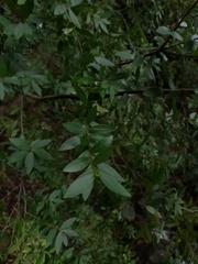Maytenus acuminata