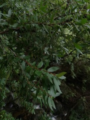 Maytenus acuminata