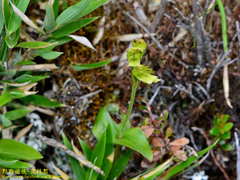 Neottia morrisonicola