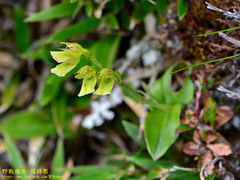 Neottia morrisonicola