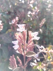 Justiciinae