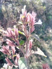 Justiciinae