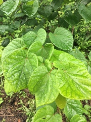 Cercis chinensis