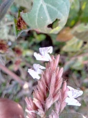 Justiciinae