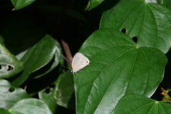 Jamides alecto dromicus