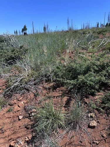 Image of Barkworthia stillmanii by (c) Matt Berger, some rights reserved (CC BY)
