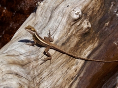 Lophognathus gilberti