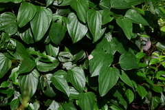 Jamides alecto dromicus