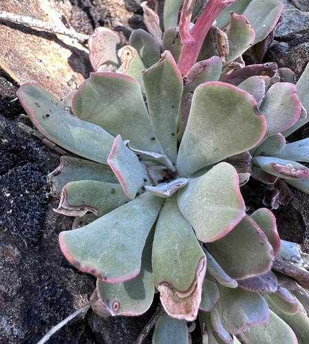 Image of Sedum albomarginatum by (c) Matt Berger, some rights reserved (CC BY)