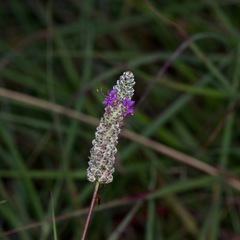 Dalea tenuis