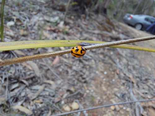 Small Transverse Ladybird Beetle photo 5
