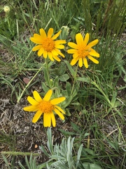 Arnica sororia