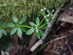 Galium echinocarpum