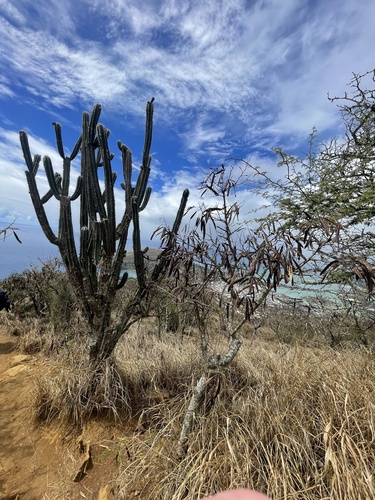Cereus hildmannianus, 2024-10-04