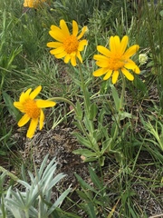 Arnica sororia