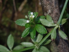 Galium echinocarpum