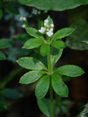 Galium echinocarpum
