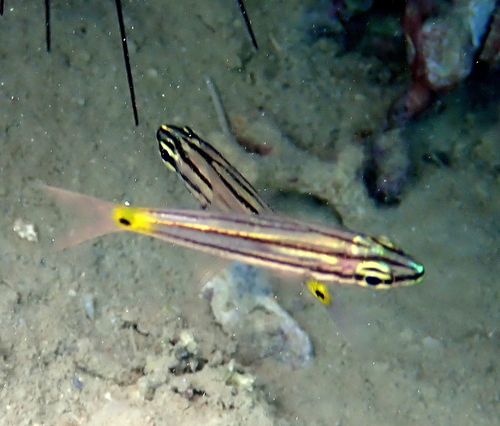 Cheilodipterus isostigmus observed 2024-10-05