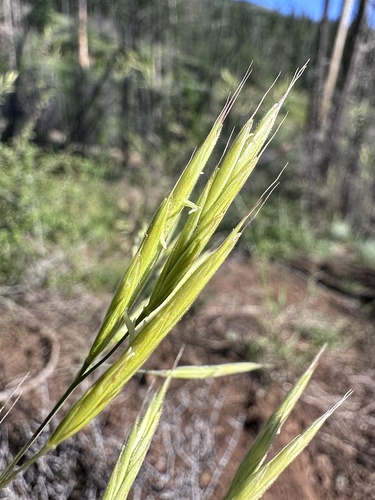 Orcutt's brome (Bromus orcuttianus)