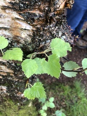 Betula pubescens