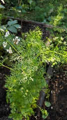 Coriandrum sativum