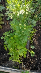 Coriandrum sativum