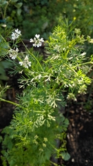 Coriandrum sativum