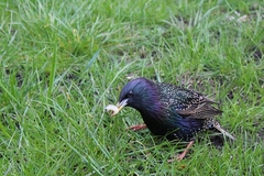 Sturnus vulgaris