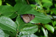 Euploea mulciber barsine