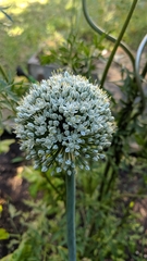 Allium cepa