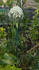 Allium cepa