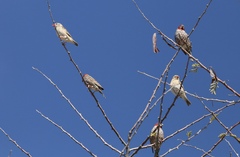 Amadina erythrocephala