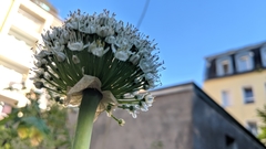 Allium cepa
