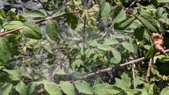 Araneae