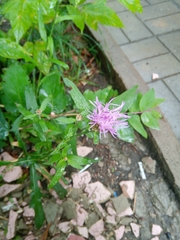 Centaurea jacea