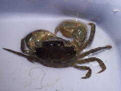 Hemigrapsus takanoi