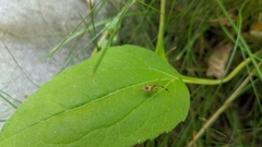Heteroptera