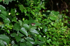 Euploea mulciber barsine